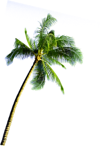 树木树枝树叶免扣素材