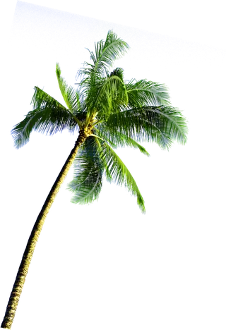 树木树枝树叶免扣素材