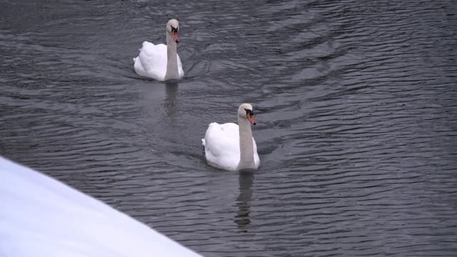 天鹅, 鸟, 羽毛, 优雅的, 钢笔, 水, 雄伟, 冬天