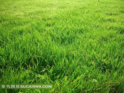 绿色的大草原图片
