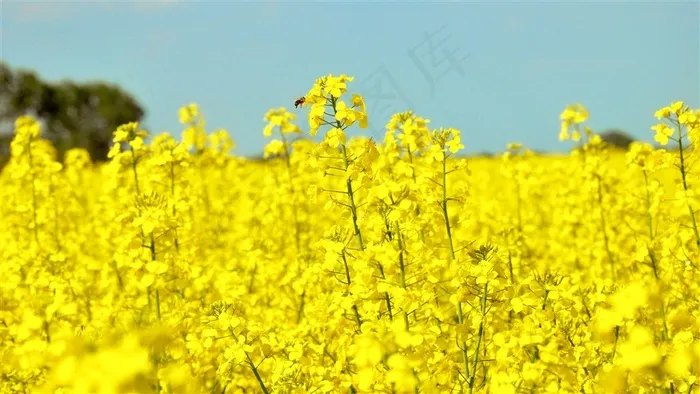 天空下的油菜花