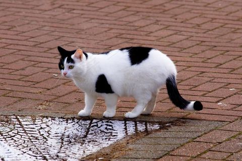 漂亮黑白小猫图片