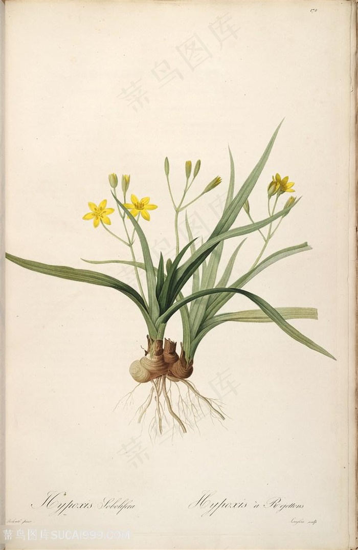 雷杜德原版高清唯美花卉植物复古插画