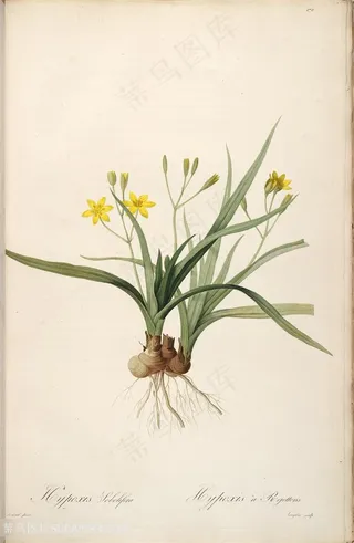 雷杜德原版高清唯美花卉植物复古插画