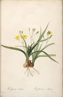 雷杜德原版高清唯美花卉植物复古插画 雷杜德原版高清唯美花卉植物复古插画