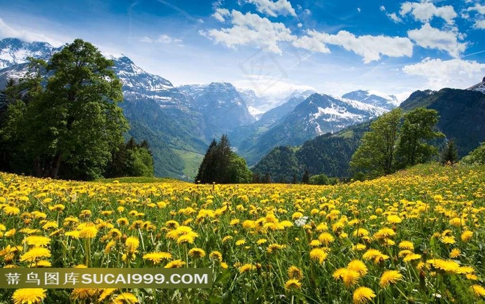 阿尔卑斯山雪山野花风景