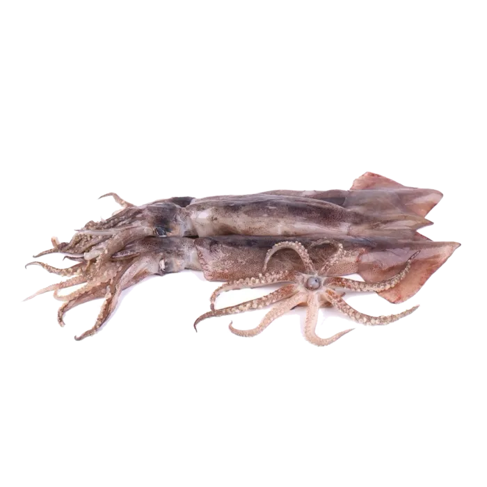 头足类(23)海鲜超市商品红酒白底图免抠实物摄影png格式图片透明底