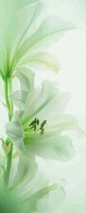 白色清新花朵朦胧唯美意境，鲜花摄影图