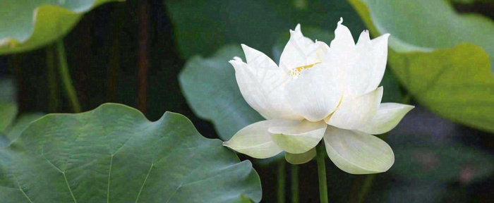 夏天白荷花荷花池，处暑小暑大暑夏至立夏摄影图(1712x704)
