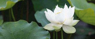 夏天白荷花荷花池，处暑小暑大暑夏至立夏摄影图