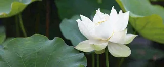 夏天白荷花荷花池，处暑小暑大暑夏至立夏摄影图