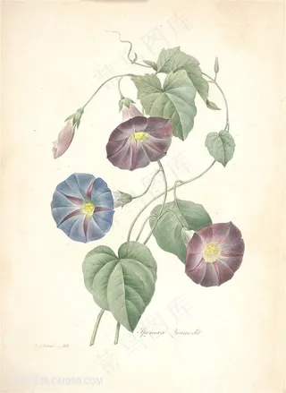 雷杜德唯美高清牵牛花植物手绘插画图片