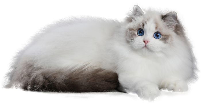 免扣素材实物猫咪摄影
