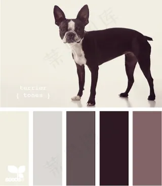 动物配色色卡色彩搭配