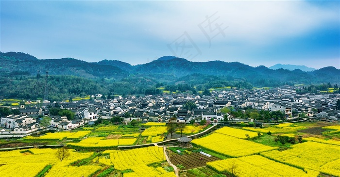 村落开满了油菜花
