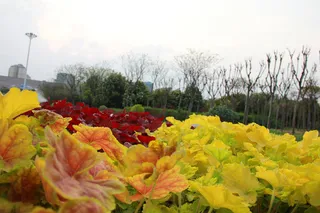 春天黄花微距花毯