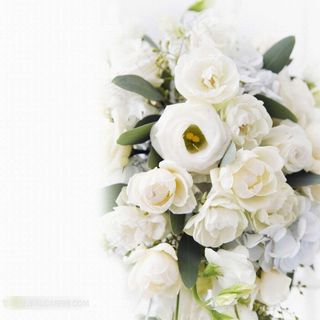 高清白色玫瑰花鲜花素材特写图片下载
