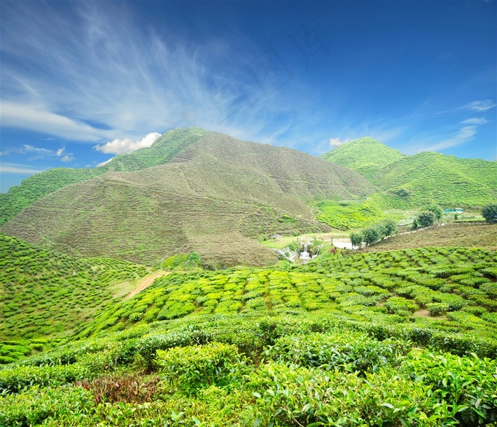 茶叶种植系列 - 美丽的茶叶种植山区园地