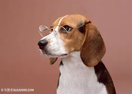 高清戴眼镜的比格犬狗狗图片 高清戴眼镜的比格犬狗狗图片