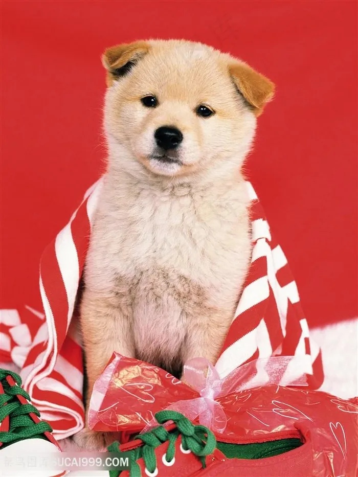 高清红色喜庆小奶狗图片
