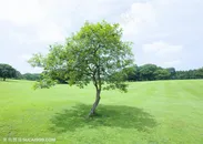 草地天空-草坪中的一棵树