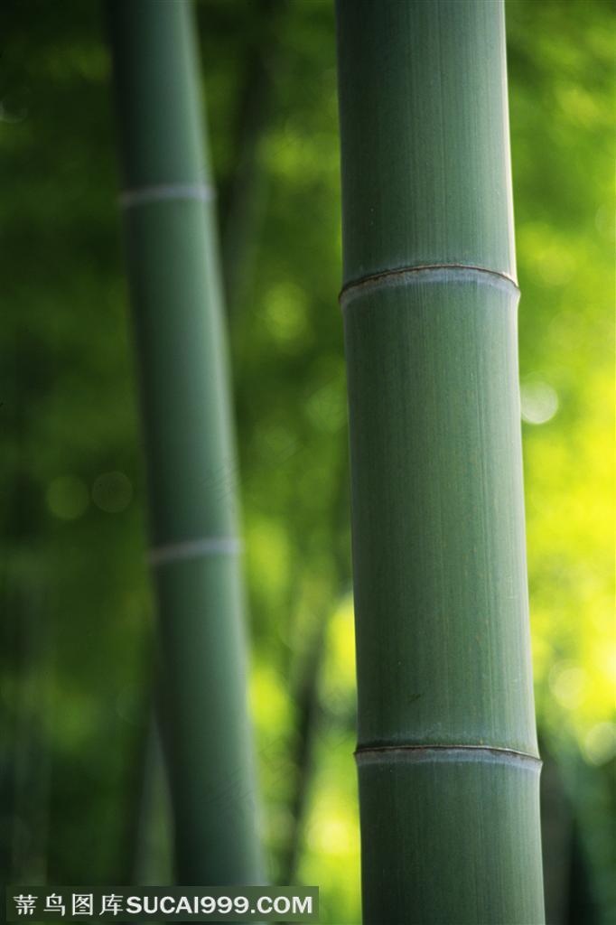 竹林风景- 竹林里的两根竹竿特写