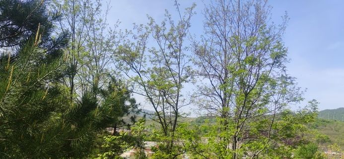 树木蓝天白云高清图