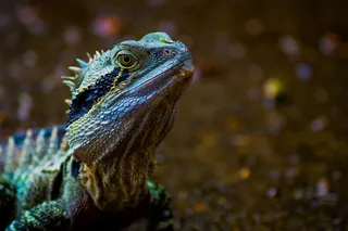 绿鬃蜥宠物图片