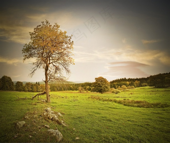 唯美的大树景色高清素材图片