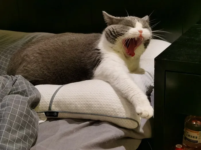 精德的猫照片11