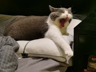 精德的猫照片11