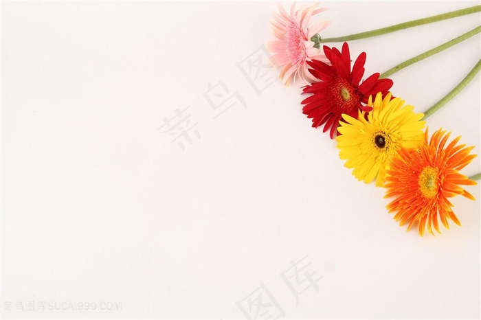 四色非洲菊白色背景摆拍