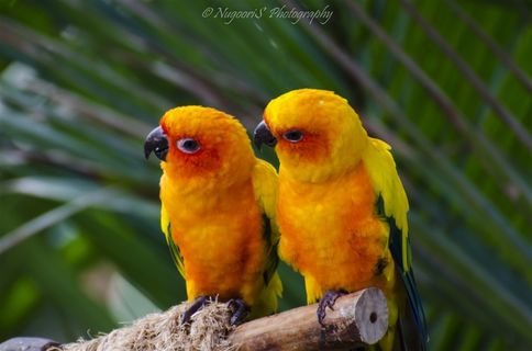 鹦鹉金刚鹦鹉素材