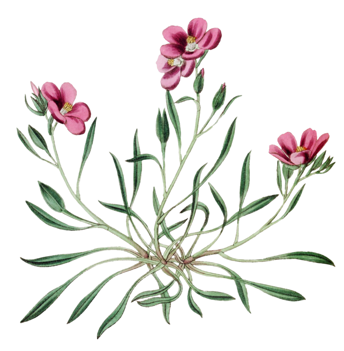 复古手绘植物花卉玫瑰花PNG免扣图案高清图片PS设计素材图