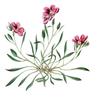 复古手绘植物花卉玫瑰花PNG免扣图案高清图片PS设计素材图