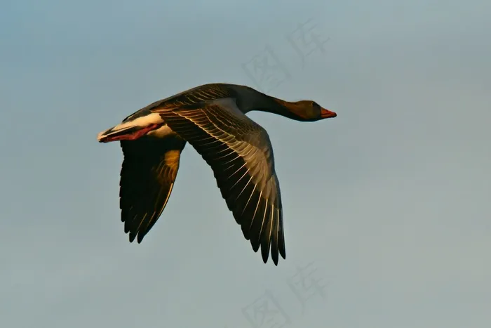 天空中的一只大雁特写鸟元素 天空中的一只大雁特写鸟元素