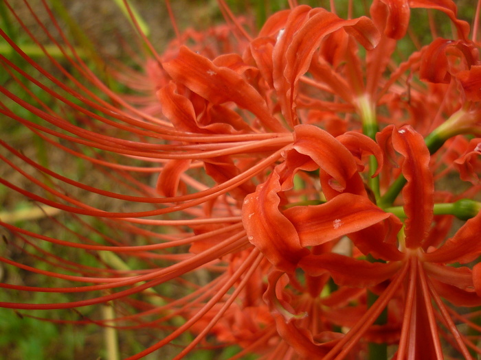 红色彼岸花高清图片
