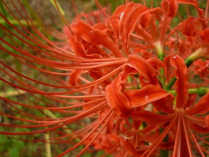 红色彼岸花高清图片