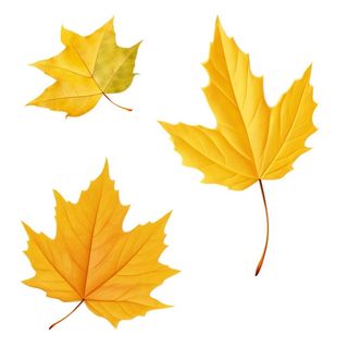 黄色的叶子免抠