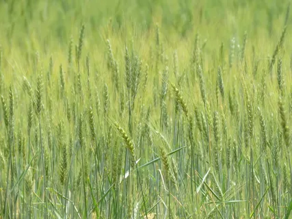 绿色小麦壁纸图片 绿色小麦壁纸图片