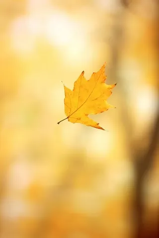 秋天落叶秋叶黄色背景