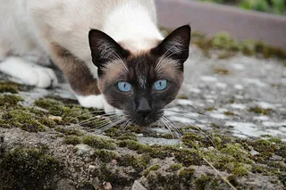 可爱猫咪 动物 素材 奶萌 (73)