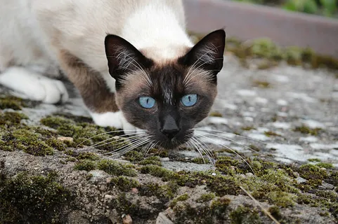 可爱猫咪 动物 素材 奶萌 (73) 可爱猫咪 动物 素材 奶萌 (73)