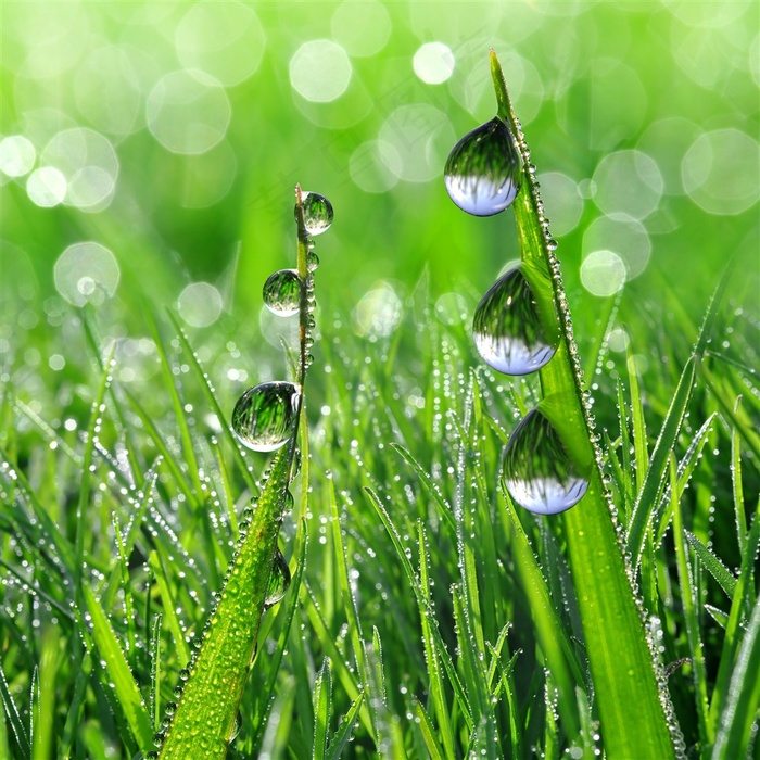 绿色植物上晶莹的露珠高清图片