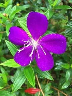 漂亮紫色野牡丹