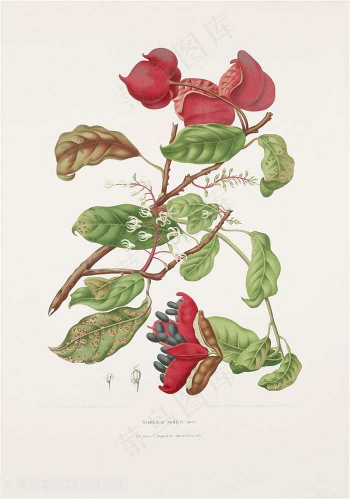 手绘植物花卉插画图片