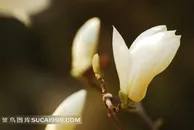 高清白玉兰图片下载