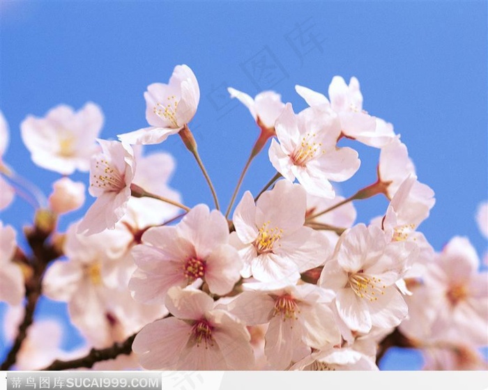 满枝的梅花
