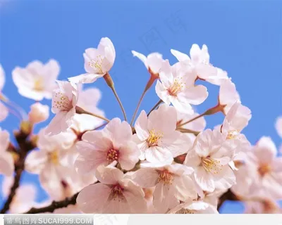 满枝的梅花 满枝的梅花