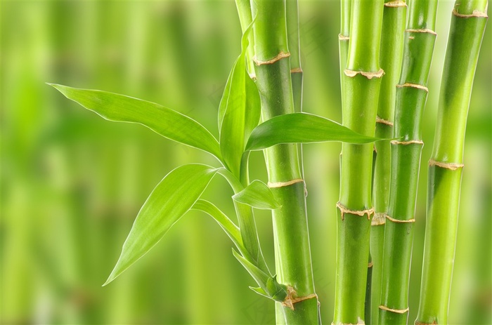 竹子竹竿风景图片